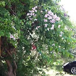 Lägenhetshotell Olgas Paradise Psalidi (Kos)