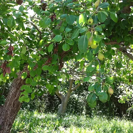 Olgas Paradise Apartahotel