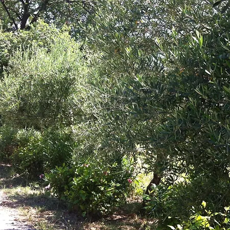 Olgas Paradise 3* Psalidi (Kos)