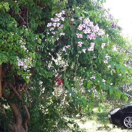 Appart hôtel Olgas Paradise Psalidi (Kos)