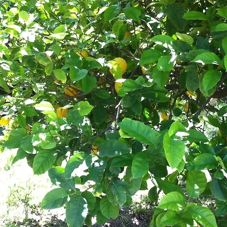 Olgas Paradise 3* بساليدي