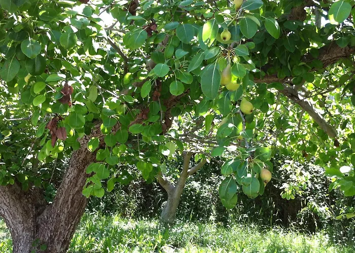 Olgas Paradise Hotel apartamentowy