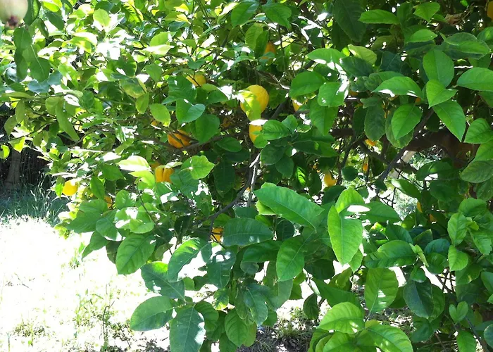 Olgas Paradise 3* Psalidi (Kos)