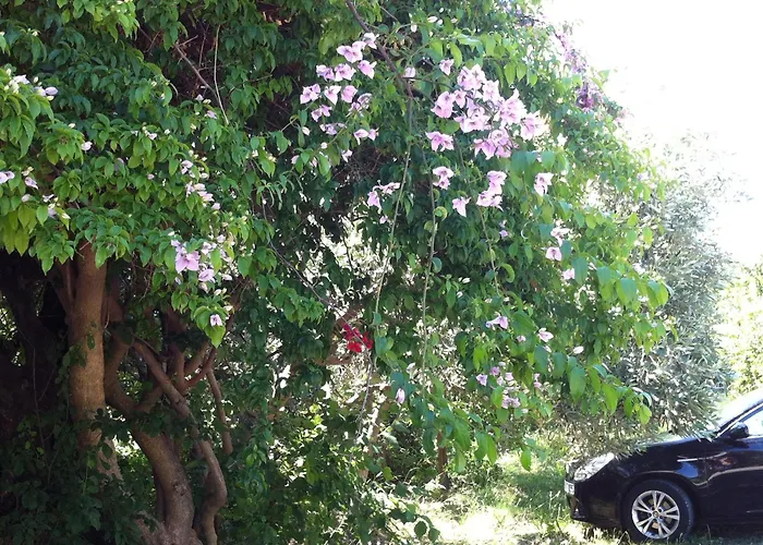 Hotel apartamentowy Olgas Paradise Psalidi (Kos)